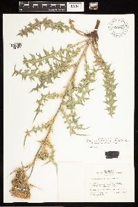 Image of Cirsium eatonii x inamoenum