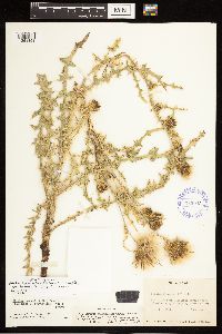 Cirsium eatonii x inamoenum image