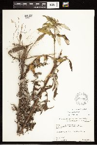 Cirsium engelmannii image