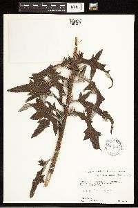 Cirsium engelmannii image