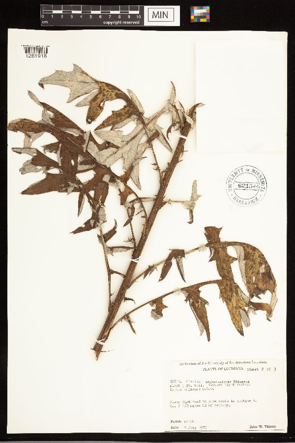 Cirsium engelmannii image