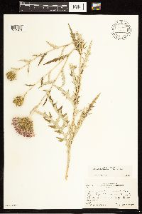 Cirsium flodmanii image