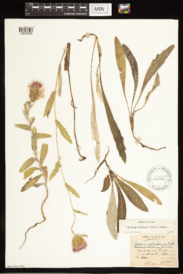 Cirsium flodmanii image