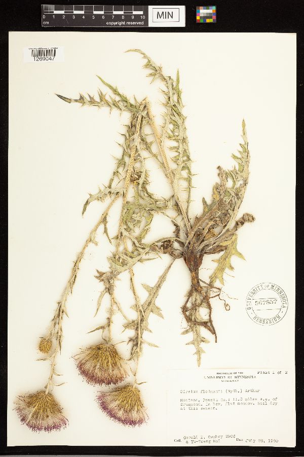 Cirsium flodmanii image