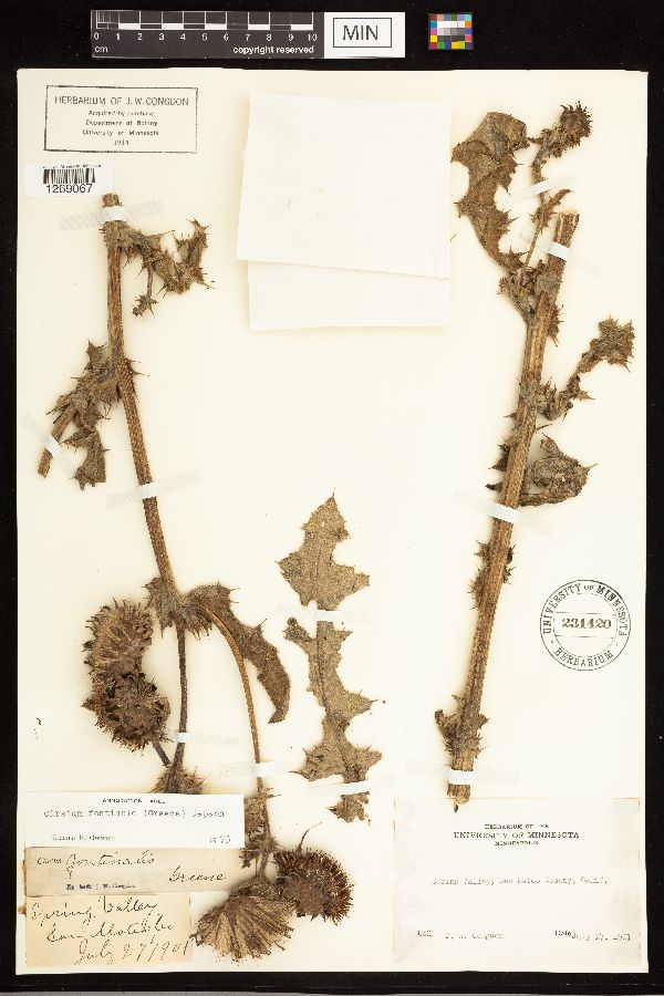 Cirsium fontinale image