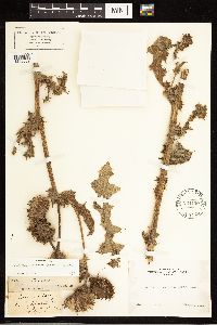 Image of Cirsium fontinale
