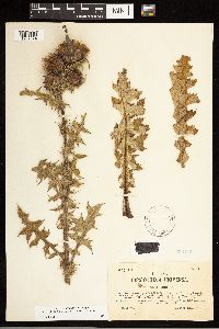 Cirsium fontinale var. fontinale image