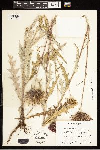 Cirsium grahamii image
