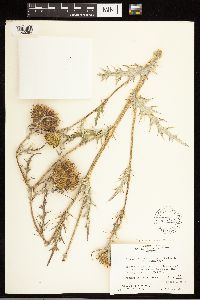 Image of Cirsium grahamii x scariosum