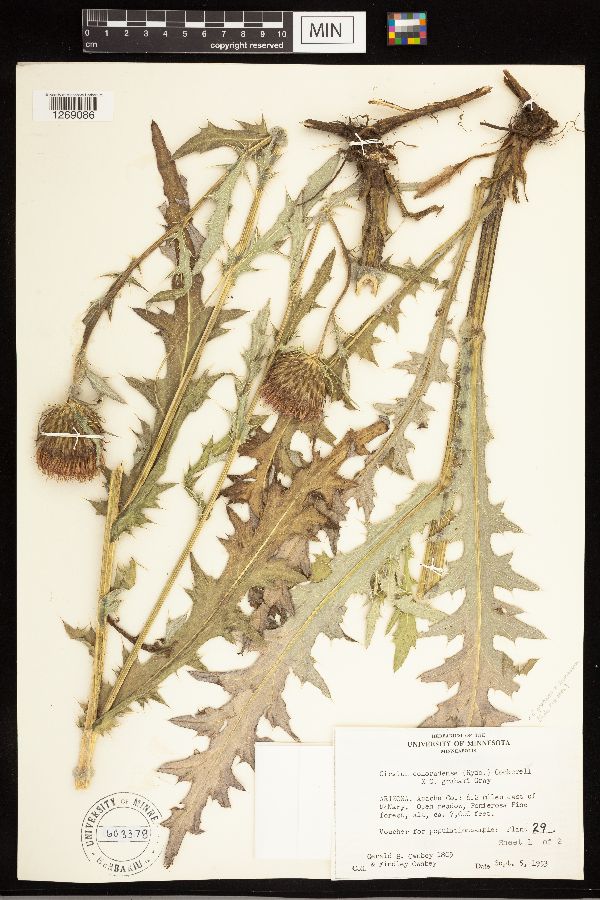 Cirsium grahamii x scariosum image