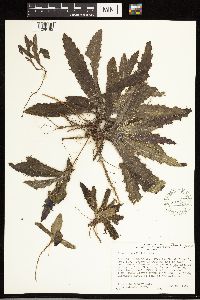 Cirsium horridulum var. vittatum image
