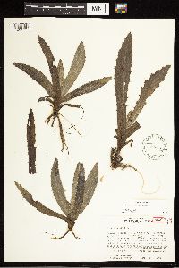 Cirsium horridulum var. vittatum image