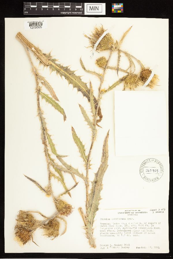Cirsium inamoenum image