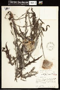 Image of Cirsium lecontei