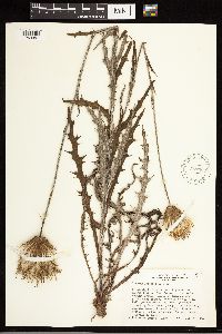 Cirsium lecontei image
