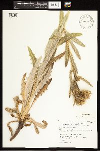 Image of Cirsium longistylum