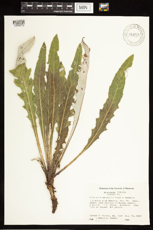 Cirsium longistylum image