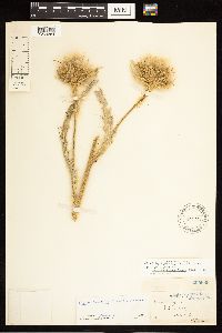 Cirsium longistylum image