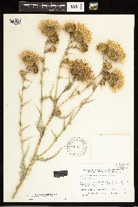 Image of Cirsium mohavense