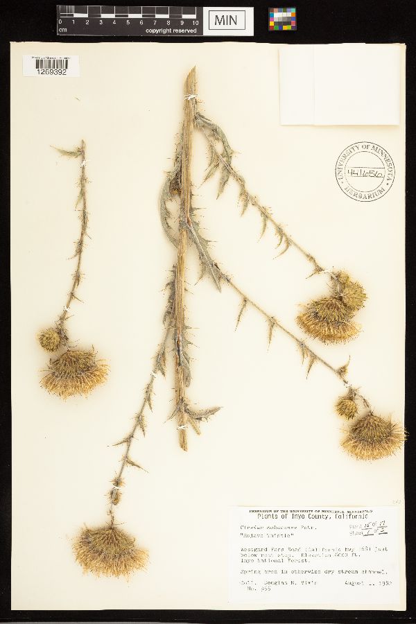 Cirsium mohavense image
