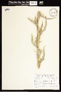 Cirsium mohavense image