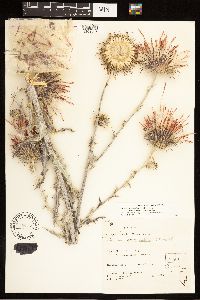 Cirsium occidentale var. venustum image