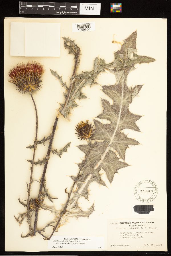 Cirsium occidentale var. venustum image