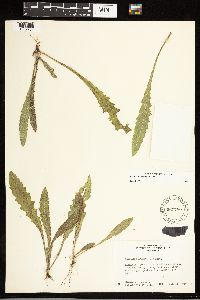 Image of Cirsium palustre