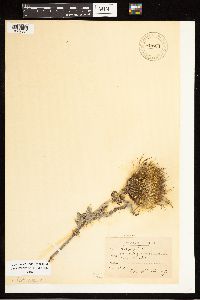 Image of Cirsium pitcheri