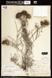 Cirsium pitcheri image