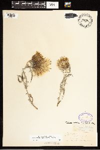 Cirsium pitcheri image