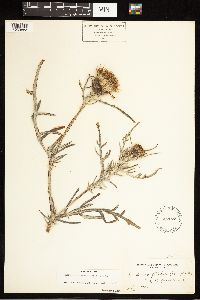 Cirsium pitcheri image