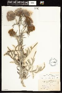 Cirsium pitcheri image