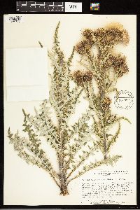 Image of Cirsium pulcherrimum