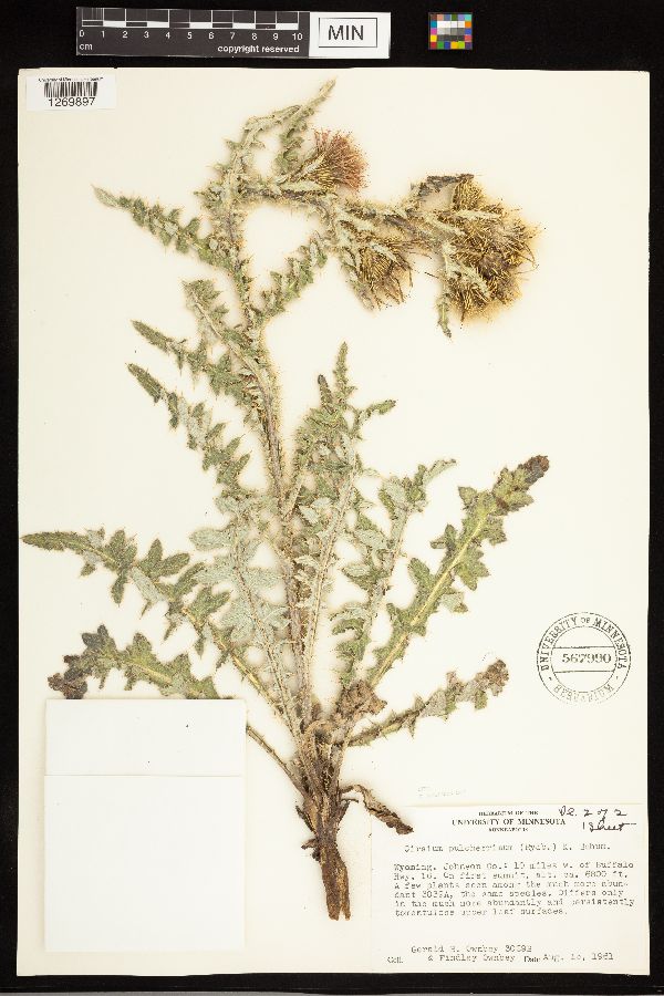 Cirsium pulcherrimum image