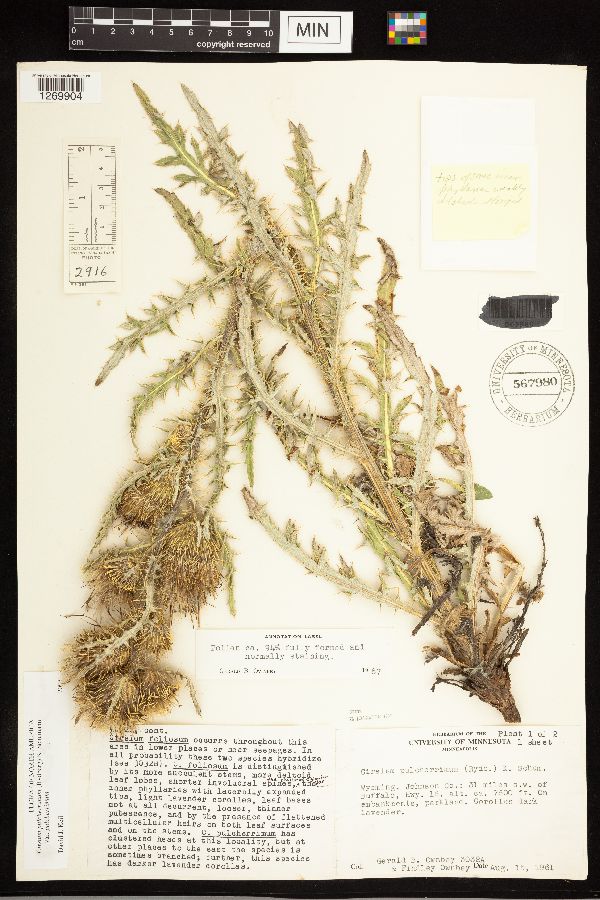 Cirsium pulcherrimum image