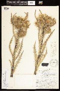 Image of Cirsium pulcherrimum x scariosum