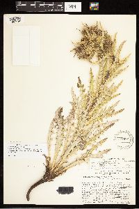 Cirsium pulcherrimum x scariosum image