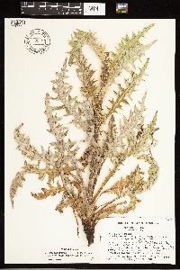 Cirsium pulcherrimum x scariosum image