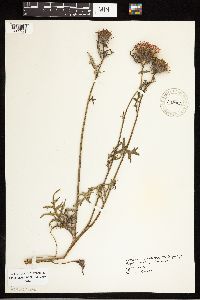 Image of Cirsium pumilum