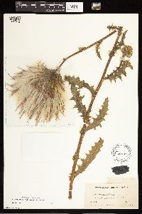 Cirsium pumilum var. pumilum image