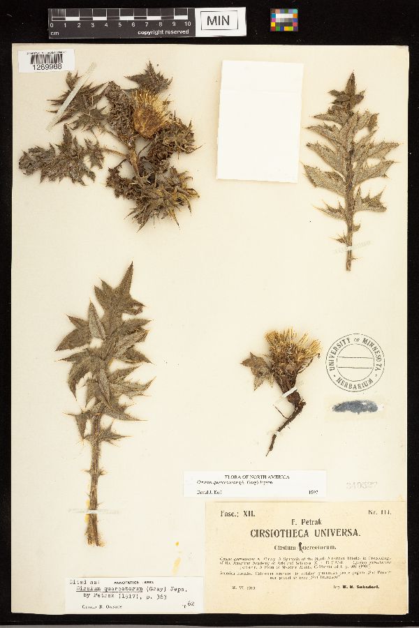 Cirsium quercetorum image