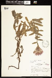 Image of Cirsium repandum