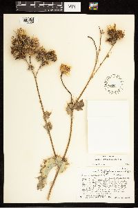 Cirsium rydbergii image