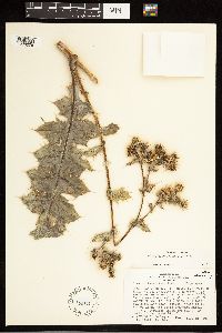 Cirsium rydbergii image