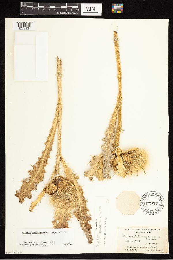 Cirsium scariosum var. americanum image