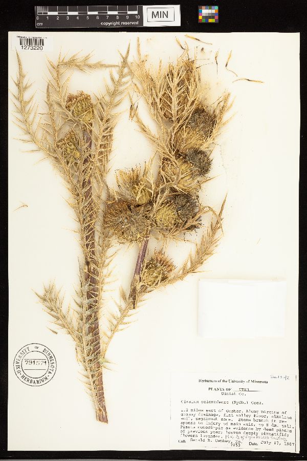Cirsium tioganum var. coloradense image
