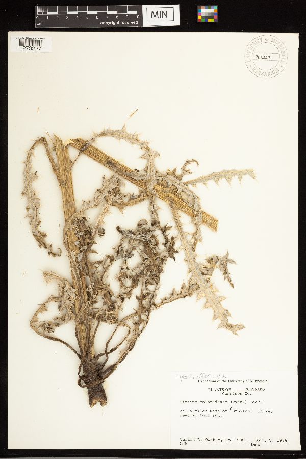 Cirsium scariosum image