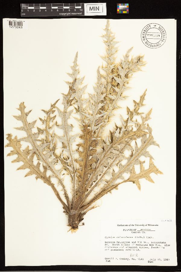 Cirsium scariosum var. coloradense image