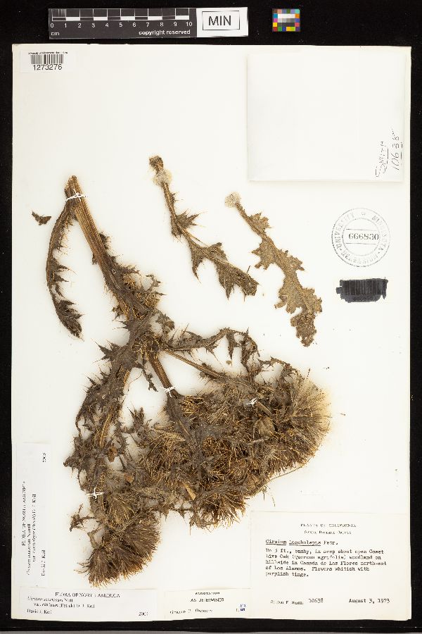 Cirsium scariosum var. loncholepis image